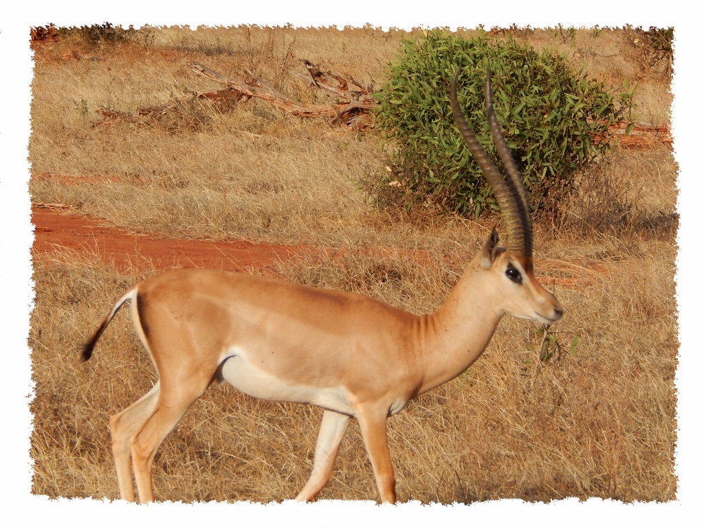 Impala im Tsavo East Nationalpark, Kenia