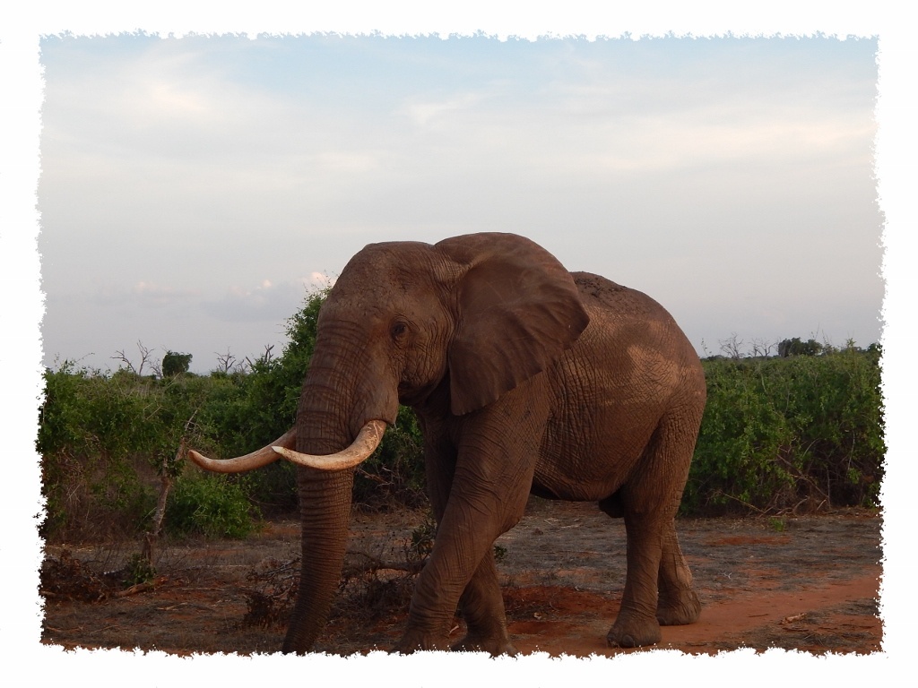 Elefantenbulle im Tsavo East Nationalpark, Kenia