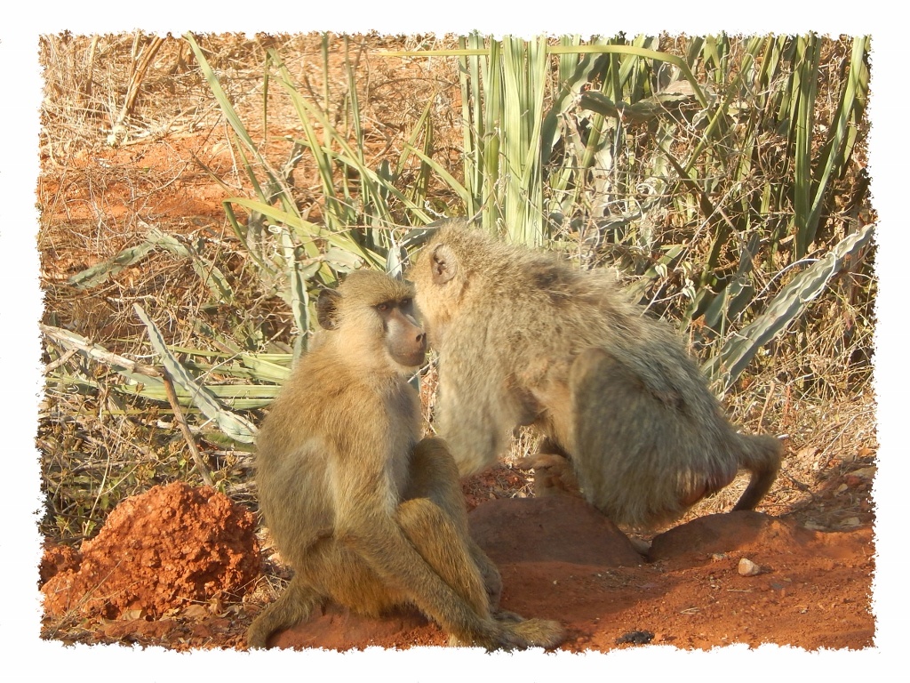 Paviane im Tsavo East Nationalpark, Kenia