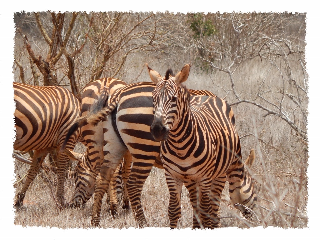 Zebras im Tsavo East Nationalpark, Kenia
