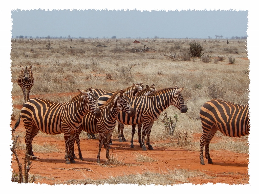 Zebras im Tsavo East Nationalpark, Kenia