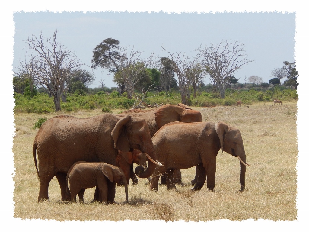Elefanten im Tsavo East Nationalpark, Kenia