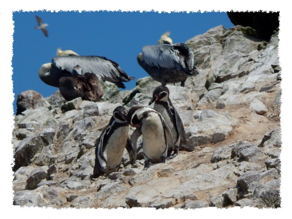 Paracas Humboldt Pinguine auf Islas Ballestas