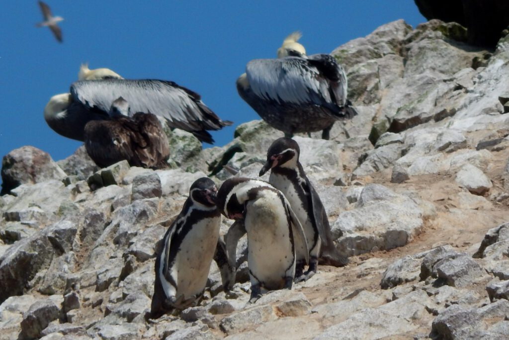 Paracas Humboldt Pinguine auf Islas Ballestas