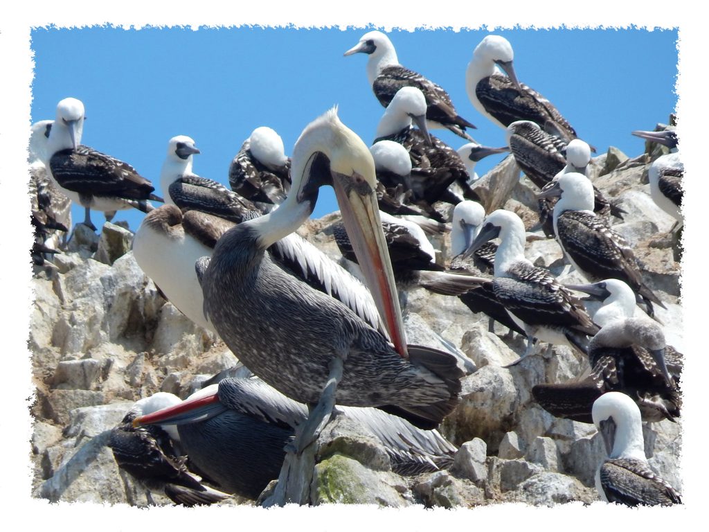 Paracas Pelikane auf Islas Ballestas