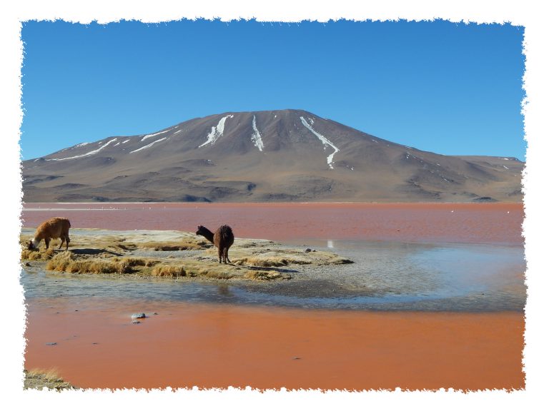 Uyuni - Alpaka in Laguna Colorada