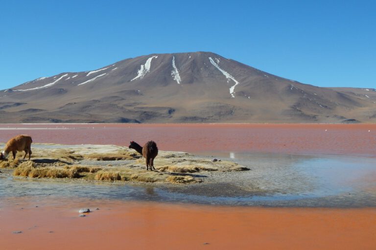 Uyuni - Alpaka in Laguna Colorada