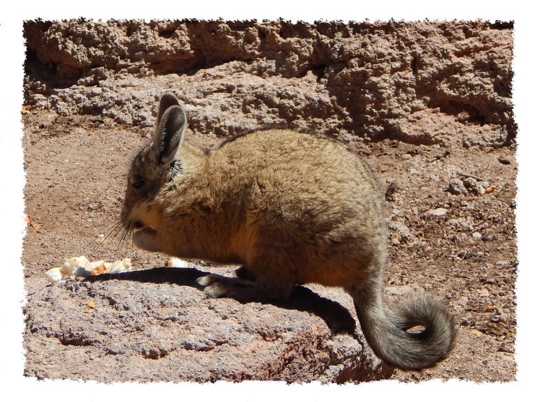 Uyuni - Vizcacha