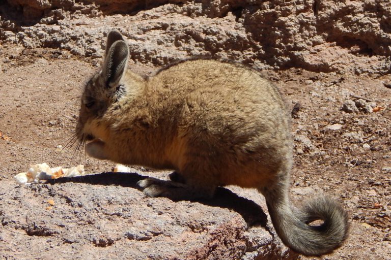 Uyuni - Vizcacha