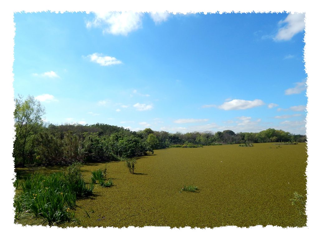 Reserva Ecológica in Buenos Aires