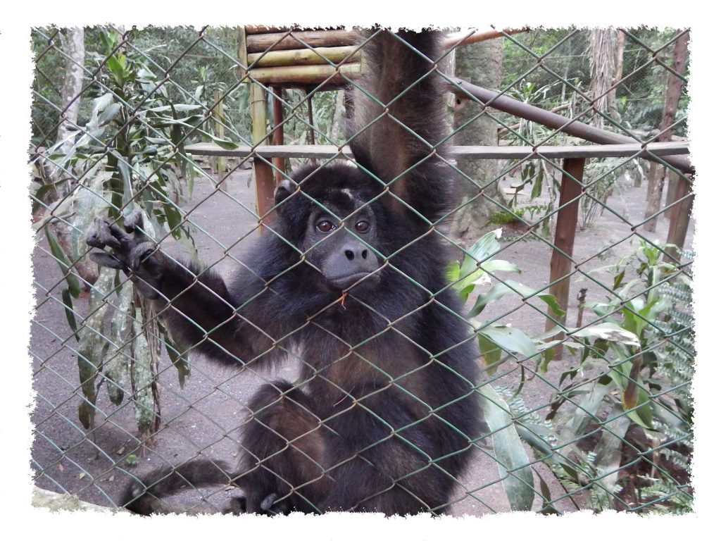 Iguazú - Guira Oga Affe