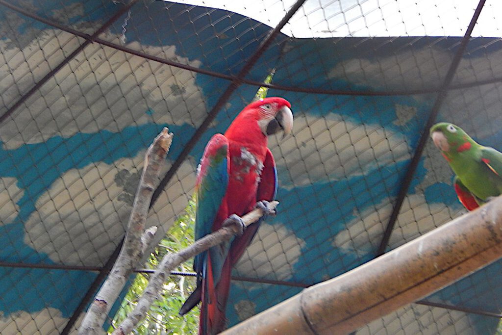 Iguazú - Guira Oga Papagei