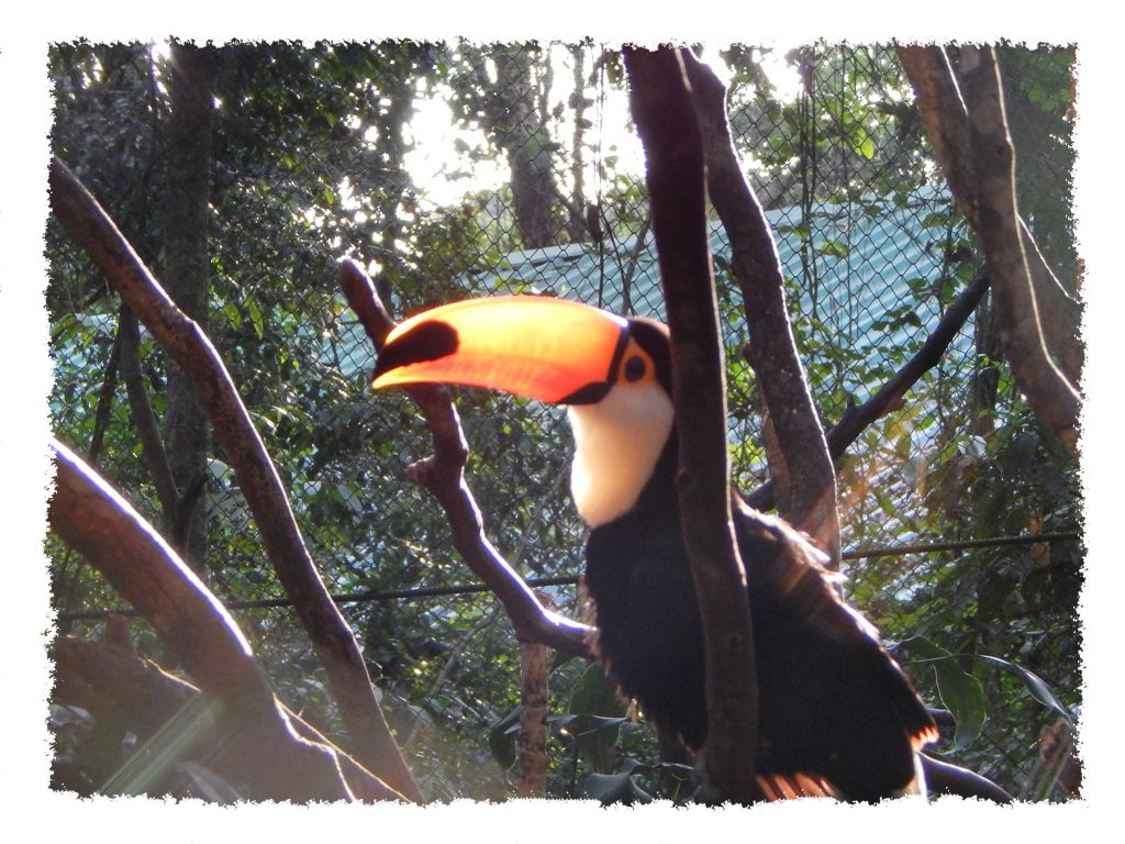 Iguazú - Guira Oga Tukan