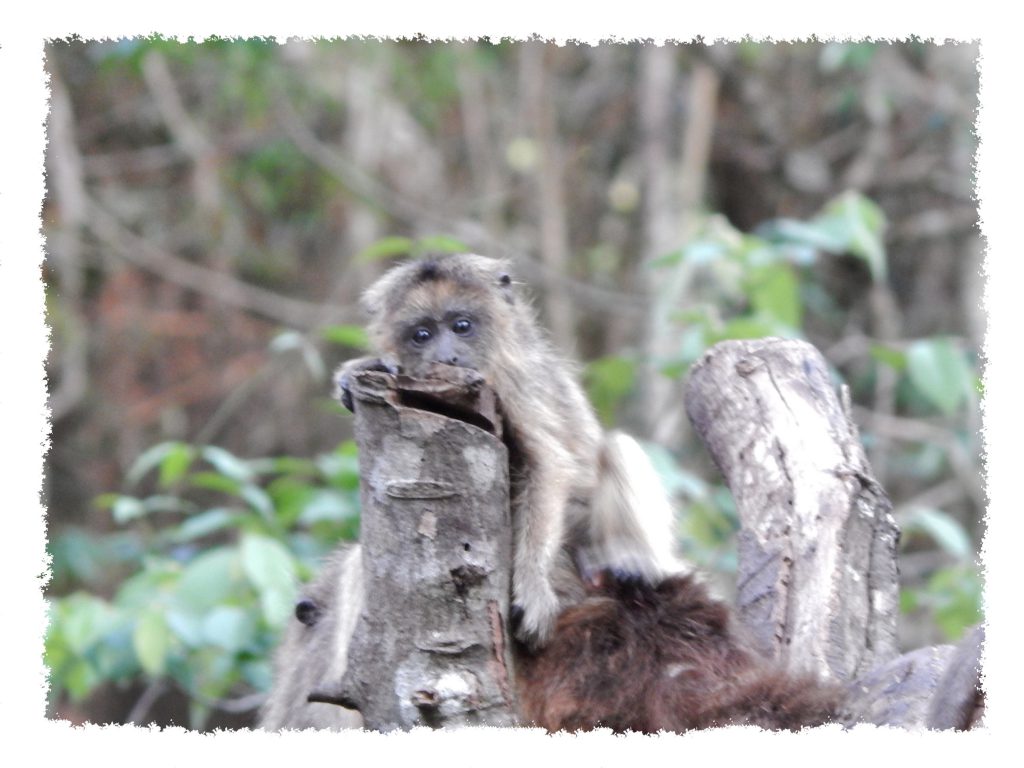 Iguazú - Guira Oga Äffchen