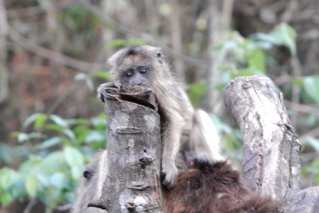 Iguazú - Guira Oga Äffchen