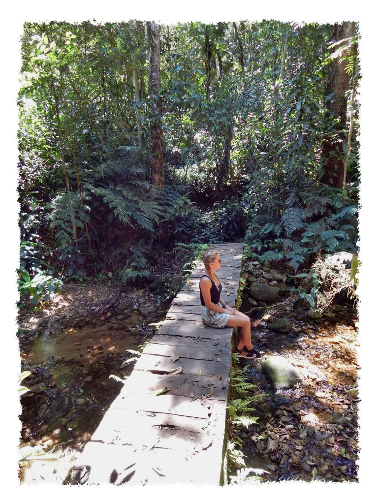 Holzweg im Tijuca Nationalpark in Rio de Janeiro
