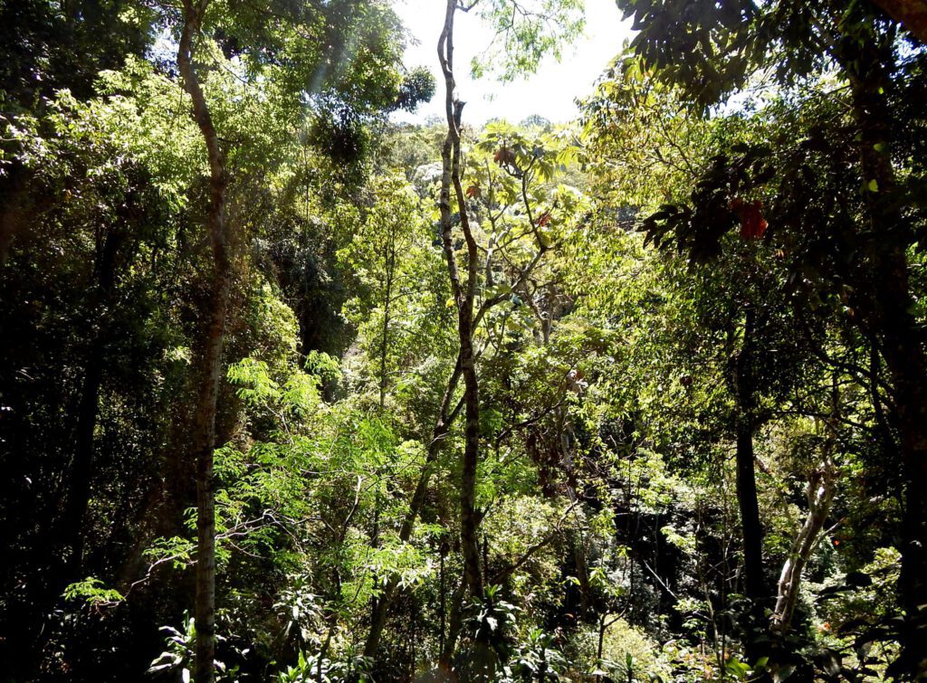 Tagesausflüge von Rio de Janeiro - Tijuca Nationalpark