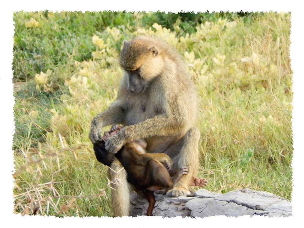 Amboseli Nationalpark - Affe