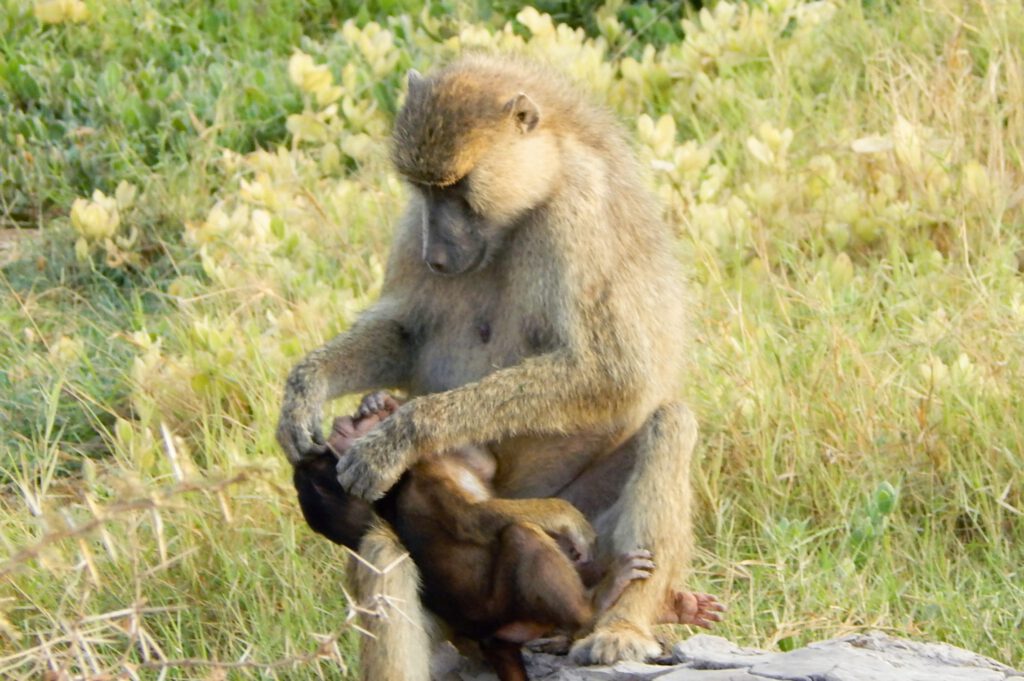 Amboseli Nationalpark - Affe