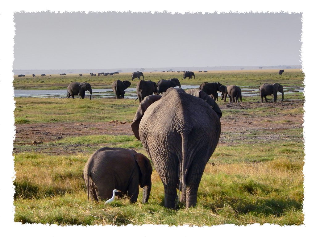 Amboseli Nationalpark - Elefant