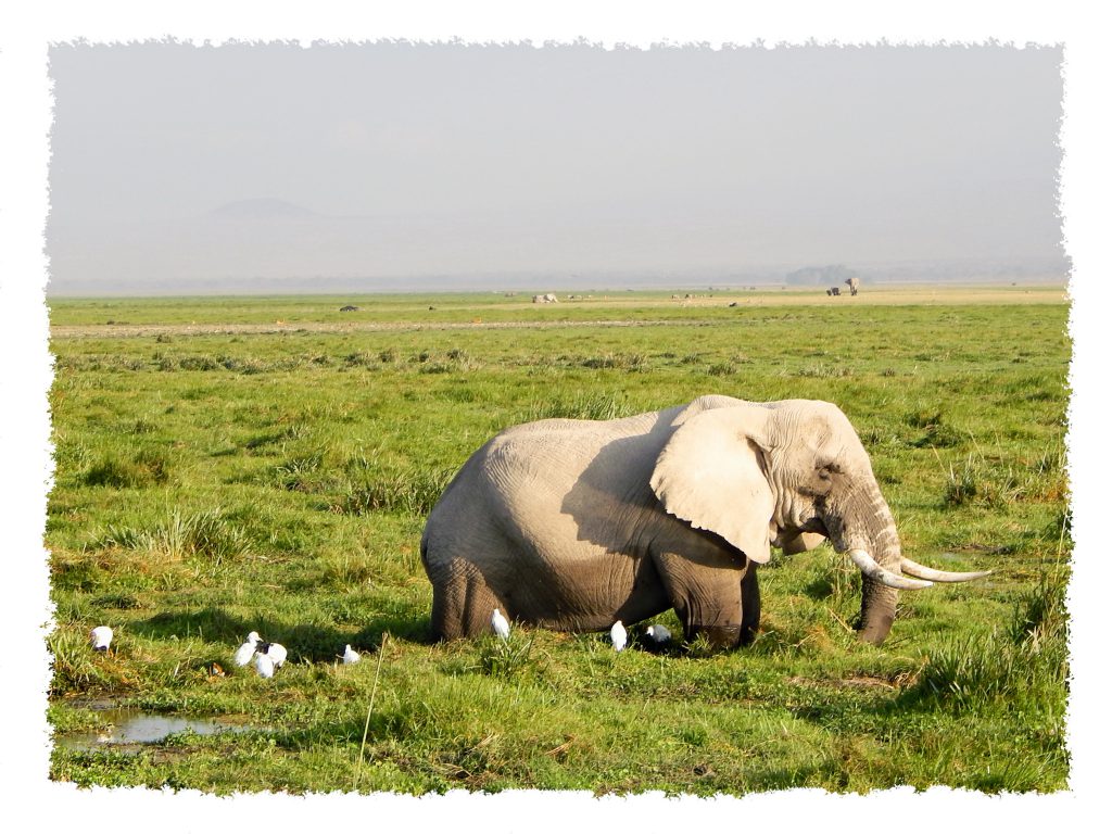 Amboseli Nationalpark - Elefant 2