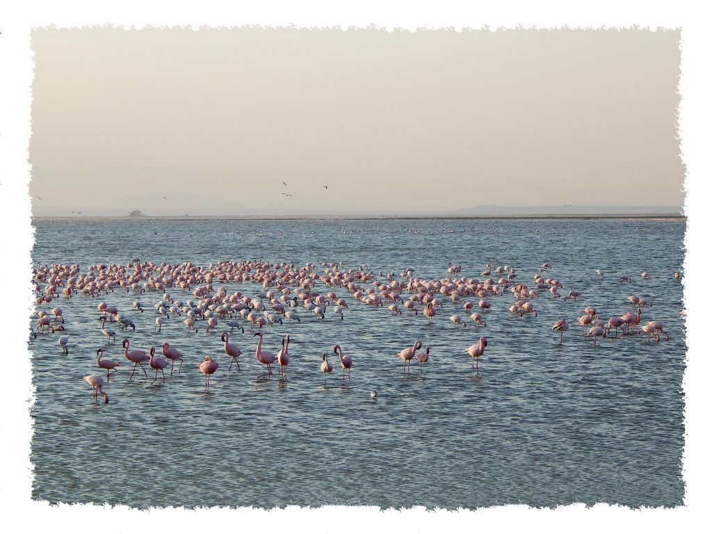 Amboseli Nationalpark - Flamingos