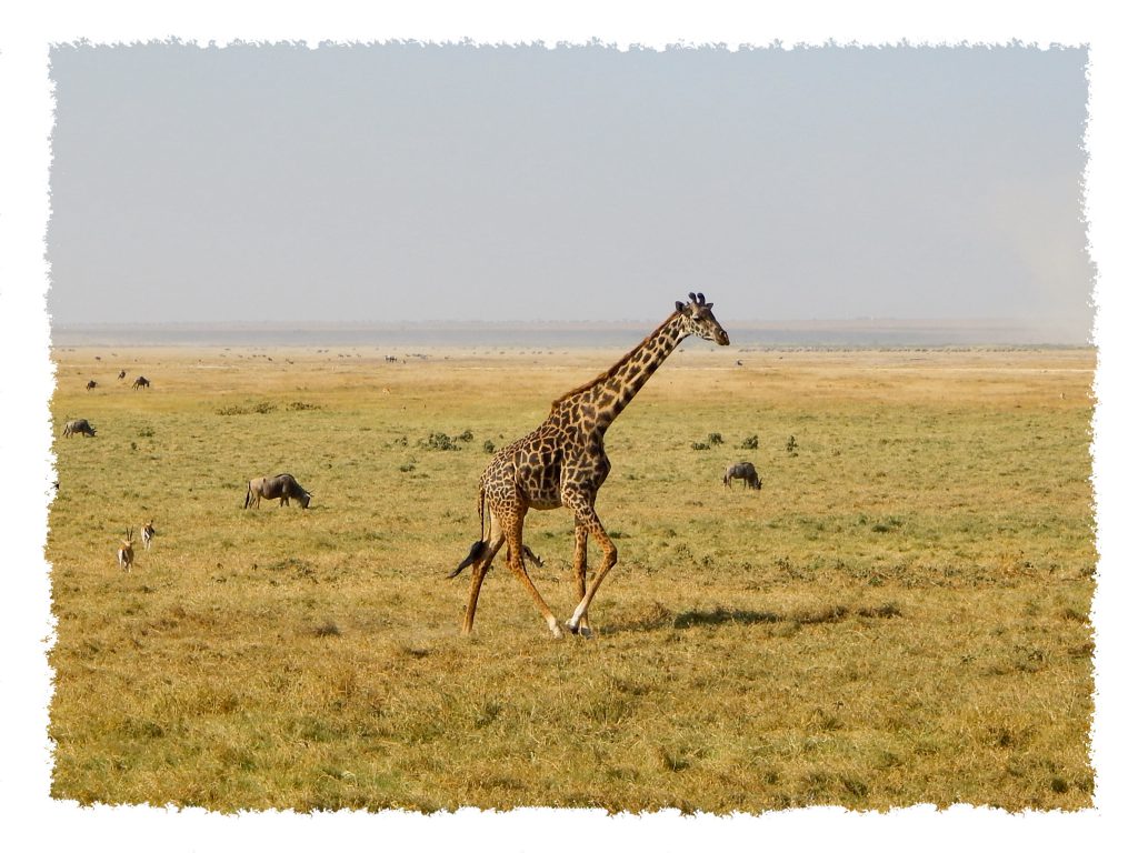 Amboseli Nationalpark - Giraffe