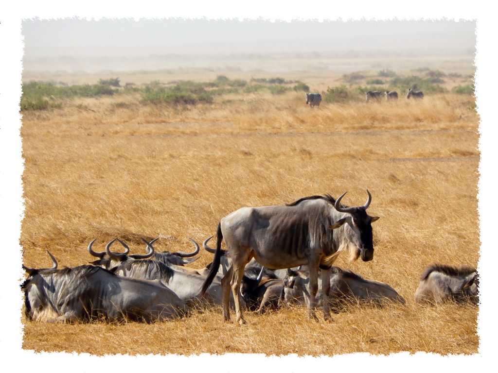 Amboseli Nationalpark - Gnus