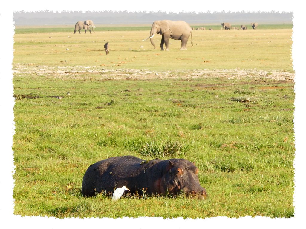Amboseli Nationalpark - Hippo