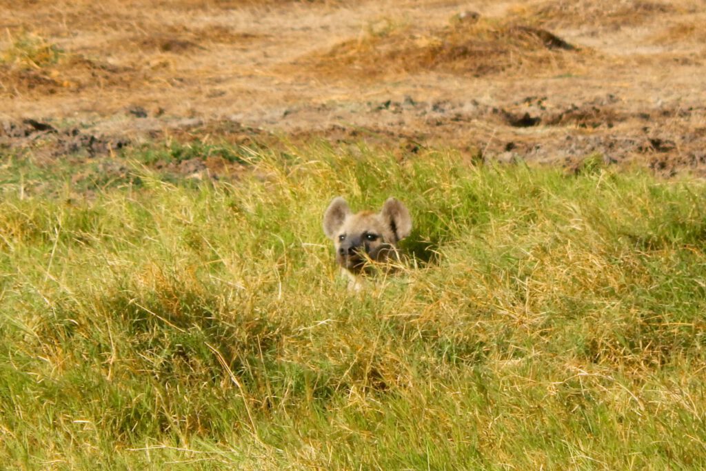 Amboseli Nationalpark - Hyäne