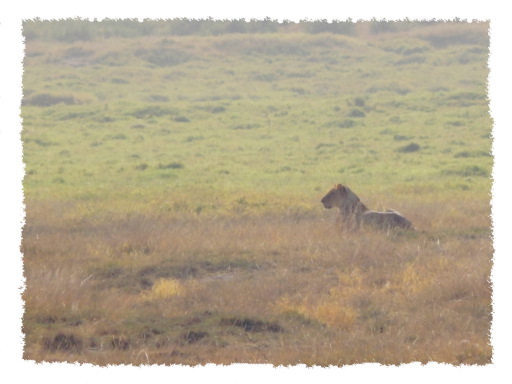 Amboseli Nationalpark - Löwin