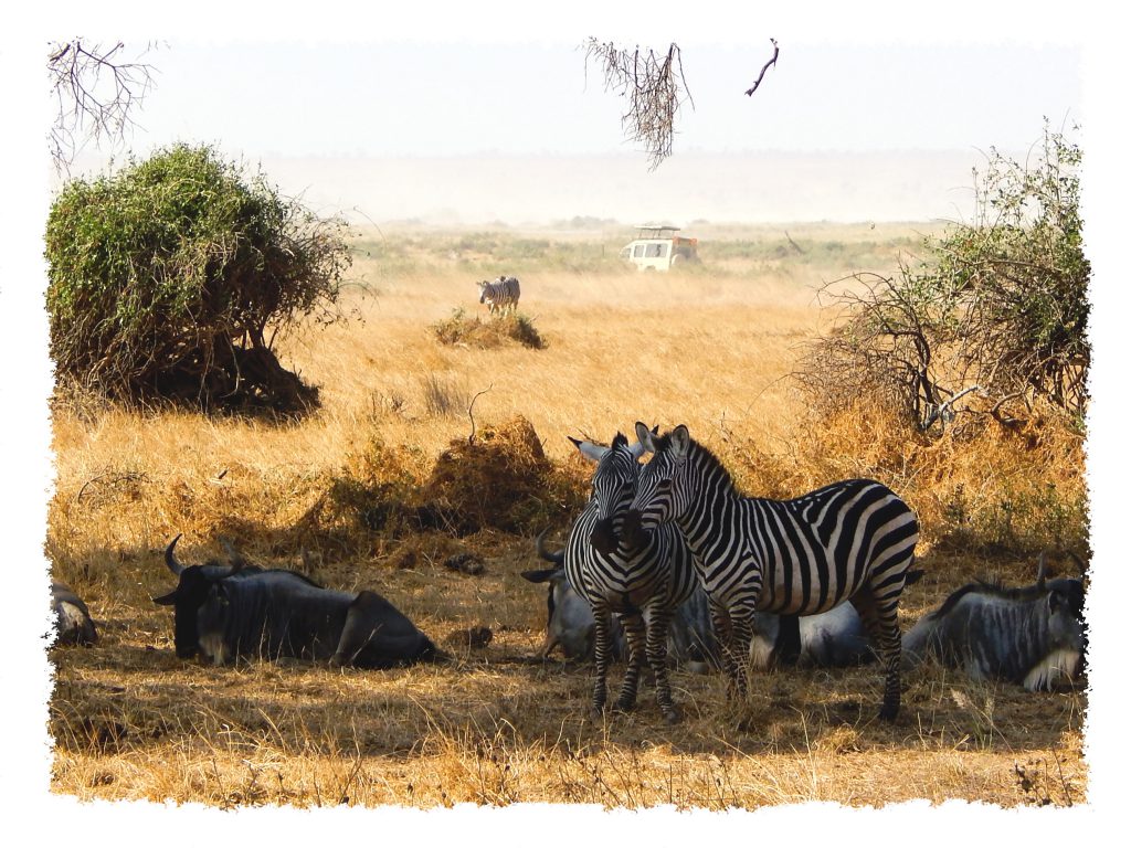 Amboseli Nationalpark - Zebra