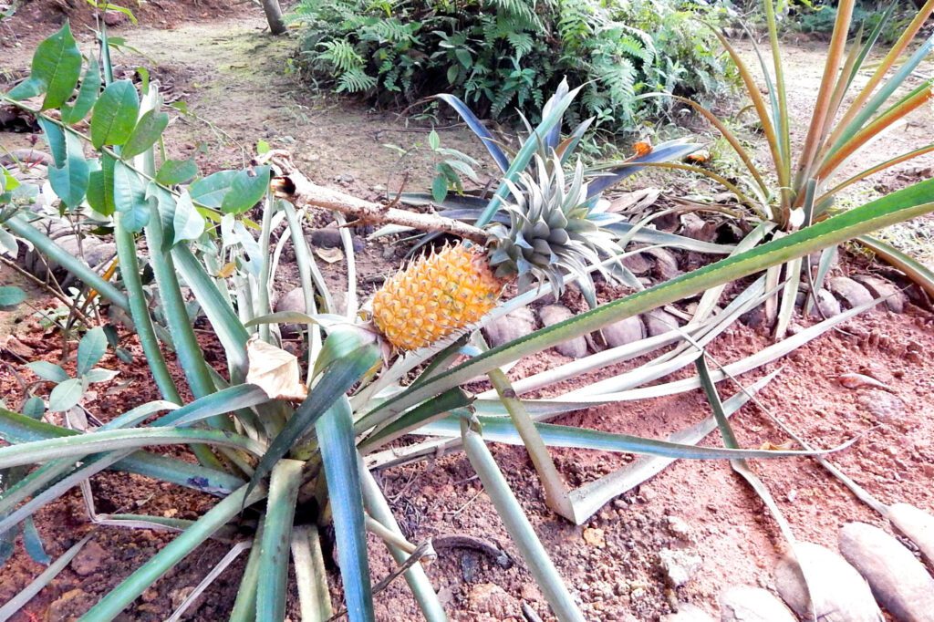 Süden Sri Lanka - Bentota River Ananas
