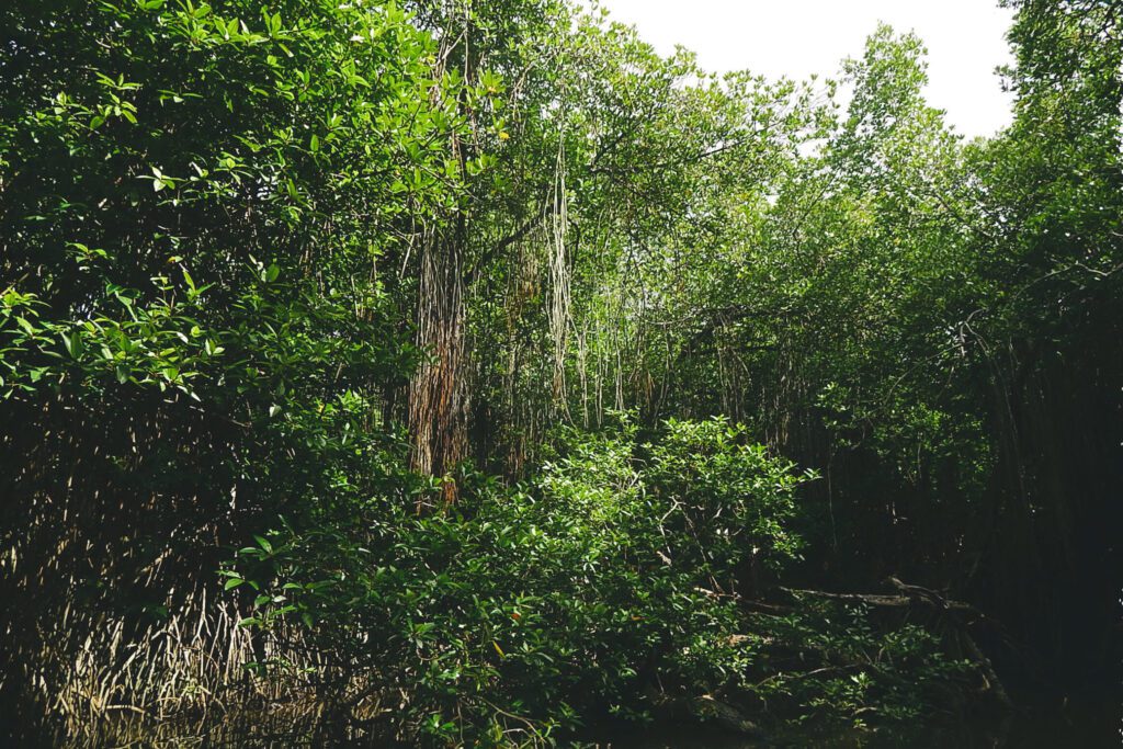 Süden Sri Lanka - Bentota River Mangrovenwald
