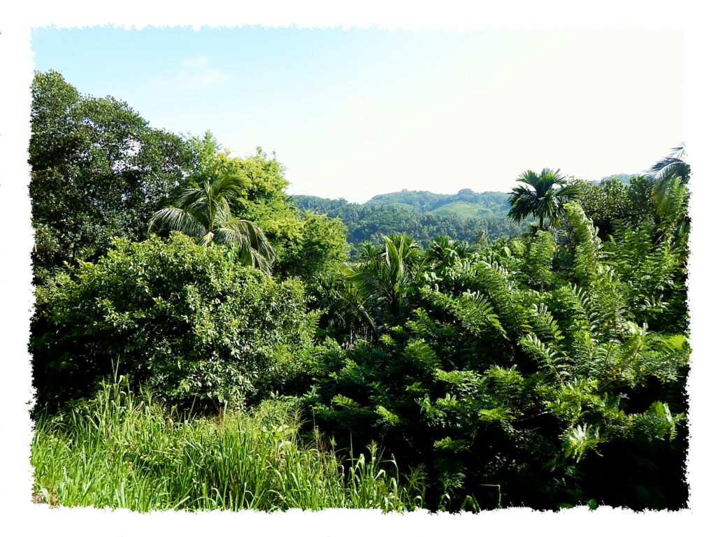 Sri Lanka - Hochland2