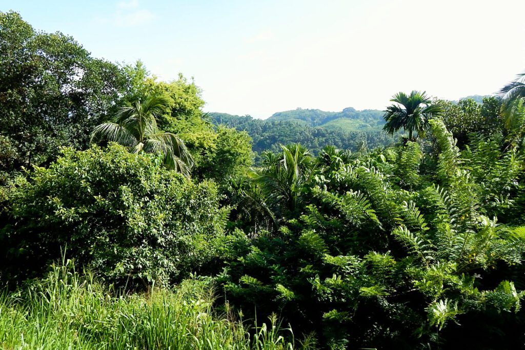 Süden Sri Lanka - Hochland2
