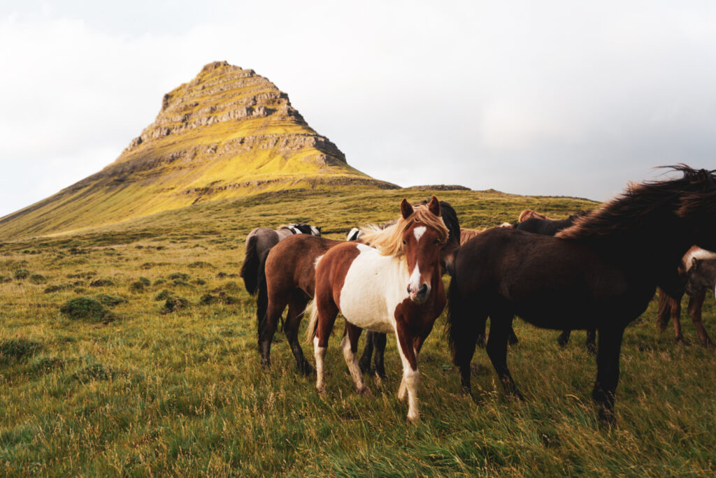 Island Pferde am Kirkjufell