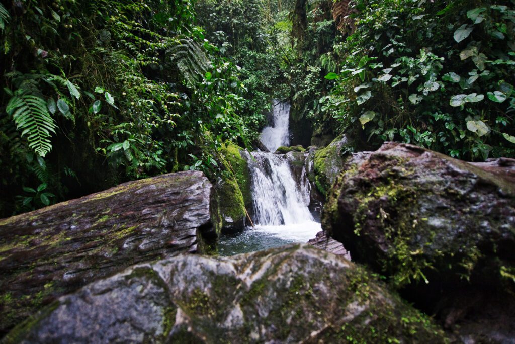 Ecuador Sehenswüdigkeiten: Mindo Nebelwald