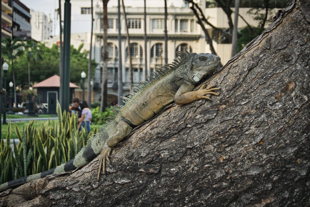 Ecuador Sehenswürdigkeiten: parque Seminario in Guayaquil