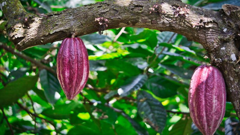 Kakao in Guatemala: Reife Kakaofrüchte im Dschungel